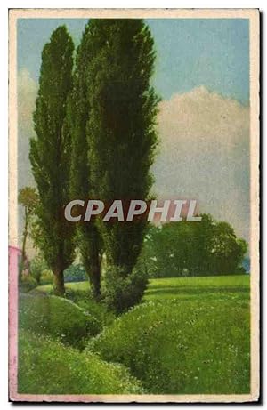 Carte Postale Ancienne Peuplier