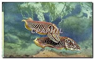 Monaco - Aquarium de Monaco - Cuttlefish - tintenfisch - sepia - seiches - Carte Postale Ancienne