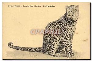 Paris 5 - Jardin des Plantes - La Panthere - Panther - Chat - Cat - Carte Postale Ancienne