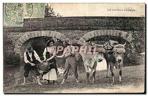 Carte Postale Ancienne La vie aux champs Entre deux feux Boeufs Attelage