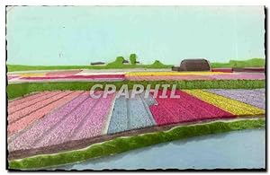 Carte Postale Ancienne Pays Bas Les champs des fleurs hollandais
