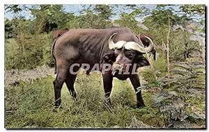 Animaux et Faune - Buffle Noir - Black Buffalo - Carte Postale Ancienne