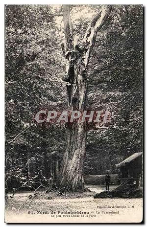 Carte Postale Ancienne forêt de Fontainebleau Le Pharamond Le plus vieux chene de la forêt