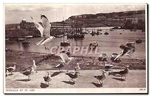 Carte Postale Ancienne Seagulls at St IVES