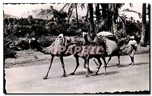 Carte Postale Ancienne Maroc Scenes et Types Fellai se rendant au Souk Camel Chameau