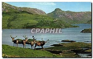 Carte Postale Semi Moderne Royal Stag in Velvet Scottish Highlands Ecosse Scotland