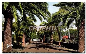 Carte Postale Ancienne Cote d'Azur Sanary Sur Mer Avenue De Port Issol