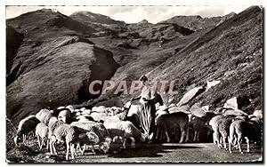 Carte Postale Ancienne Les pyrenees Troupeau de Moutons