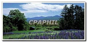 Carte Postale Ancienne Lupine Blossoms White National Forest New Hampshire