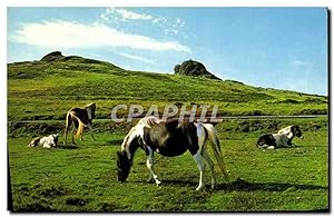 Carte Postale Moderne Dartmoor Ponies Haytor