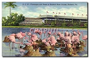 Carte Postale Ancienne Flamingos And Nests At Hialeah Race Course Hialeah Fla