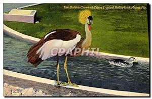 Carte Postale Ancienne The Golden Crowned Crane Tropical Hobbyland Miami Fla