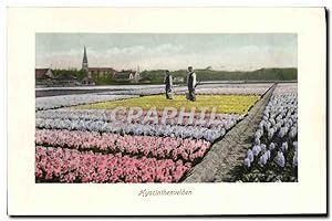 Carte Postale Ancienne Hyacinthenvelden fleurs