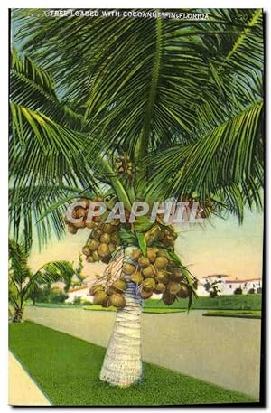 Carte Postale Ancienne Tree Loaoed With Cocoanuits Florida