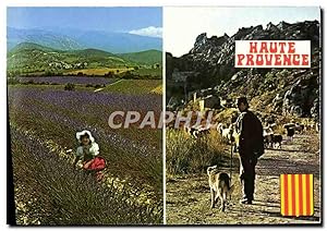 Carte Postale Moderne Haute Provence Berger Chien Folklore
