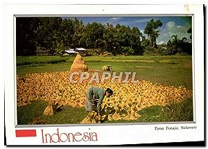 Carte Postale Moderne Indonesia Tana Toraja