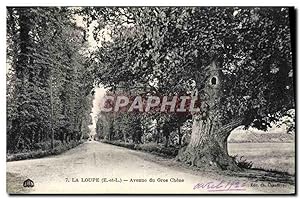Carte Postale Ancienne La Loupe Avenue de Gros Chene