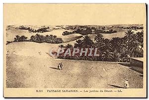 Carte Postale Ancienne Paysage Saharien Les Jardins du Desert