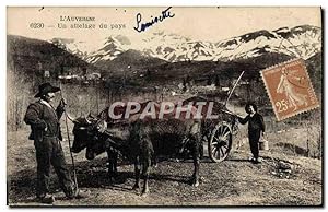 Carte Postale Ancienne Auvergne Un attelage du pays Vaches