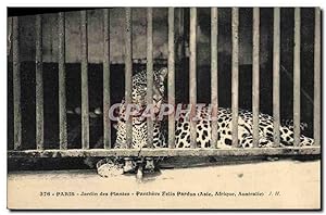 Carte Postale Ancienne Zoo Paris Jardin des plantes Panthere Felis Pardus Asie Afrique Australie