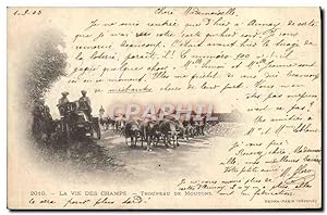 Carte Postale Ancienne la vie des champs Troupeau de moutons Automobile