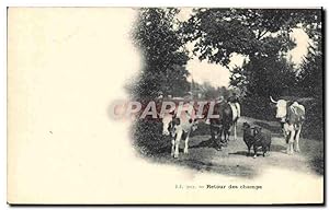 Carte Postale Ancienne Vaches Retour des champs Moutons