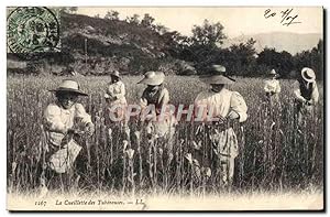 Carte Postale Ancienne Folklore La cueillette des Tubereures