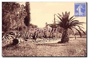 Carte Postale Ancienne Hyeres Jardin Olbius Riquier Type de la flore locale