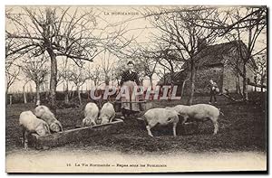 Carte Postale Ancienne Folklore Normandie Repas sous les pommiers Cochon Porc