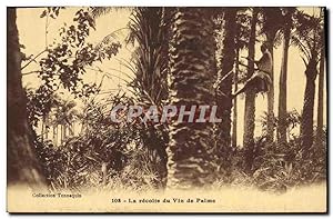 Carte Postale Ancienne Negre Homme Noir La recolte de vin de palme