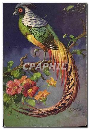 Carte Postale Ancienne Oiseau