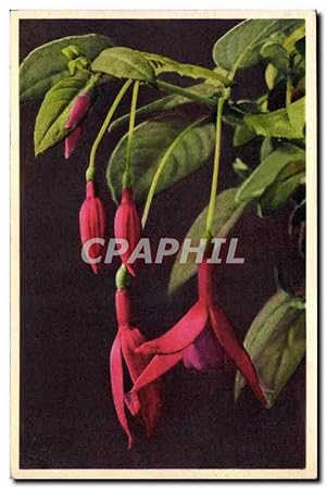 Carte Postale Ancienne Fantaisie Fleurs Fuchsi