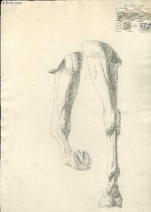 Un dessin original, au crayon à papier, des avant-bras, genoux, boulets et sabots d'un cheval ( V...