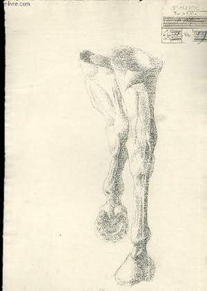 Une planche illustrée d'un dessin original, au crayon à papier, des avant-bras, genoux, boulets e...