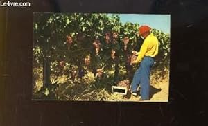 Carte Postale d'un vigneron ramassant des grappes de raisons dans son vignoble américain.