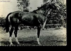 Carte postale, en noir et blanc, d'un cheval Anglo-Arabe. Oblitéré