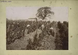 Une photographie ancienne et originale, en noir et blanc, d'une récolte de raisin dans un champ d...