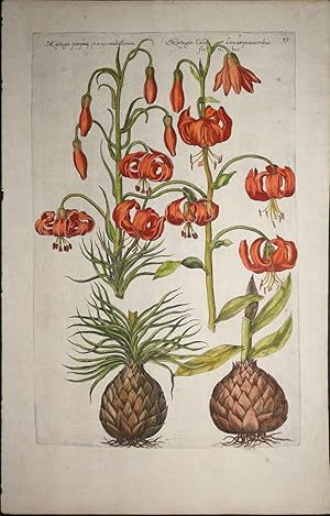 [Lilies] Martagon pomponij praecox multiflorum /Martagon Calcedonicum paucioribus floribus, Pl 49