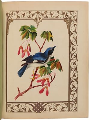 [ALBUM OF FIFTEEN WATERCOLORS OF PLANTS, FLOWERS, FRUIT, AND A BIRD]