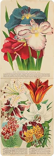 [SPECIMEN BOOK FOR THE ROCHESTER NURSERY CO., CONTAINING EIGHTY-TWO CHROMOLITHOGRAPHIC ILLUSTRATI...