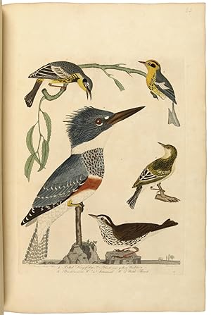AMERICAN ORNITHOLOGY; OR THE NATURAL HISTORY OF THE BIRDS OF THE UNITED STATES. ILLUSTRATED WITH ...