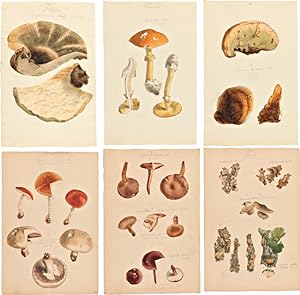 [EXTENSIVE COLLECTION OF ORIGINAL HANDCOLORED DRAWINGS OF MUSHROOMS]