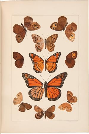 THE BUTTERFLIES OF THE EASTERN UNITED STATES AND CANADA WITH SPECIAL REFERENCE TO NEW ENGLAND
