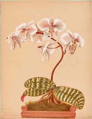 ORCHIDS. THE ROYAL FAMILY OF PLANTS. WITH ILLUSTRATIONS FROM NATURE