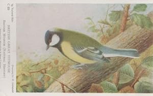 British Titmouse Natural History Museum Bird Antique Postcard