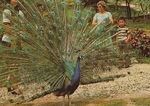 Peacock at Kuala Lumpar Batu Caves Rare Bird Postcard