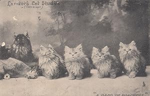 A Gang Of Poachers Landors Cat Studies Postcard