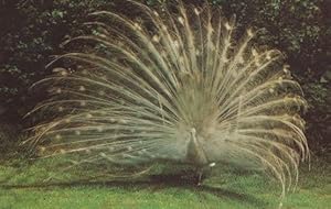 White Peacock at Suffolk Wildlife Park Kessingland Zoo 1970s Postcard