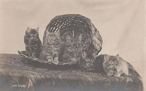 Cat Cats Kittens Group Playing In Wicker Basket The Study Antique Postcard