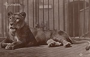 Lioness In Cage Almost Purring Antique Real Photo Postcard